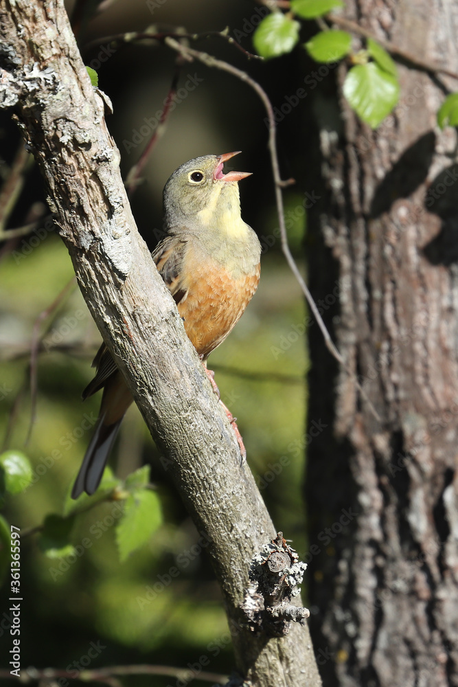 Ortolan Bunting is beautifully singing bird Ortolan Bunting is beautifully singing bird