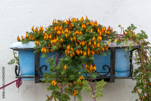 Pot de fleurs hauts-en- couleurs © PPJ