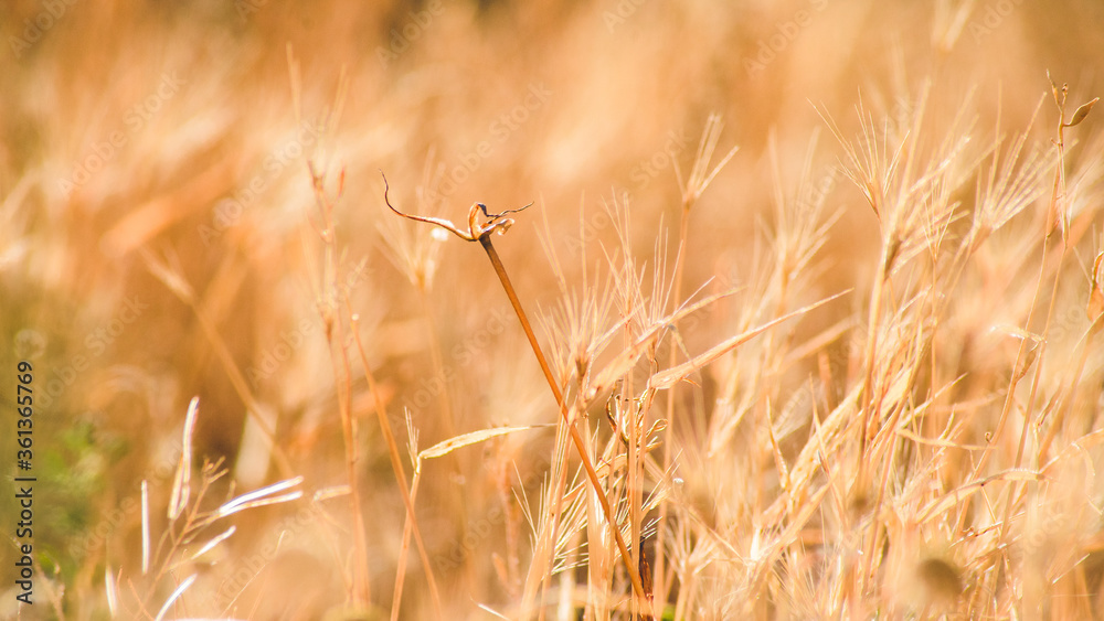 Fototapeta premium Dry spikes and grass in early summer