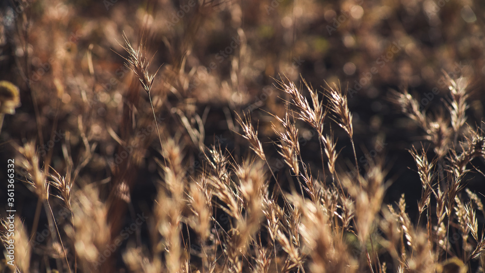 Fototapeta premium Dry spikes and grass in early summer