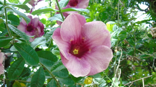 pink and white flower