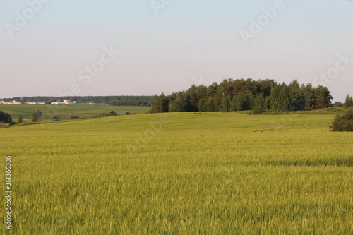 Obraz na plátne Поля и леса