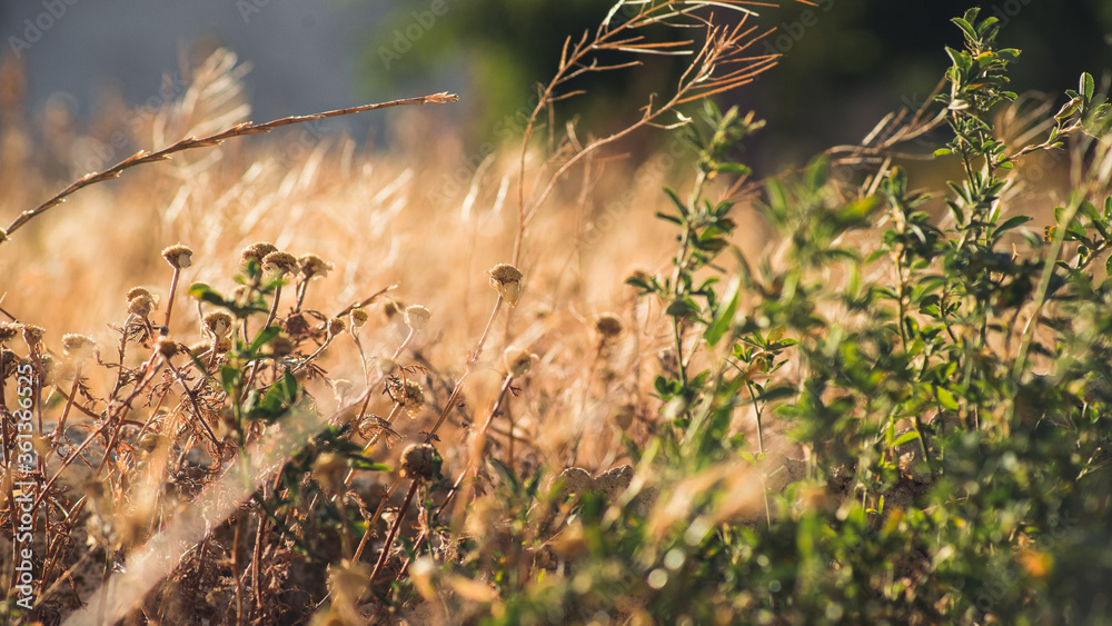 Dry spikes and grass in early summer