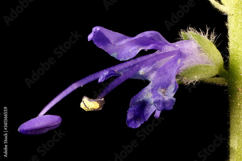 Spiked Speedwell (Veronica spicata). Flower Closeup photo