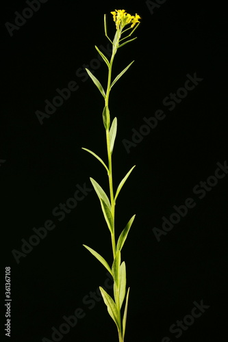 Treacle-Mustard (Erysimum cheiranthoides). Habit