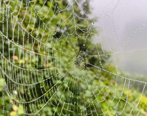 spider web spider background weaving net dew nature drops