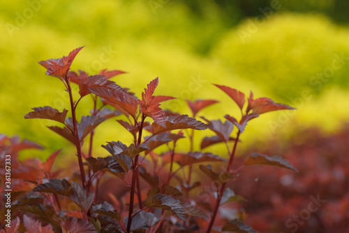 Red notched leaves on a yellow background. Spring. Garden. Poland.