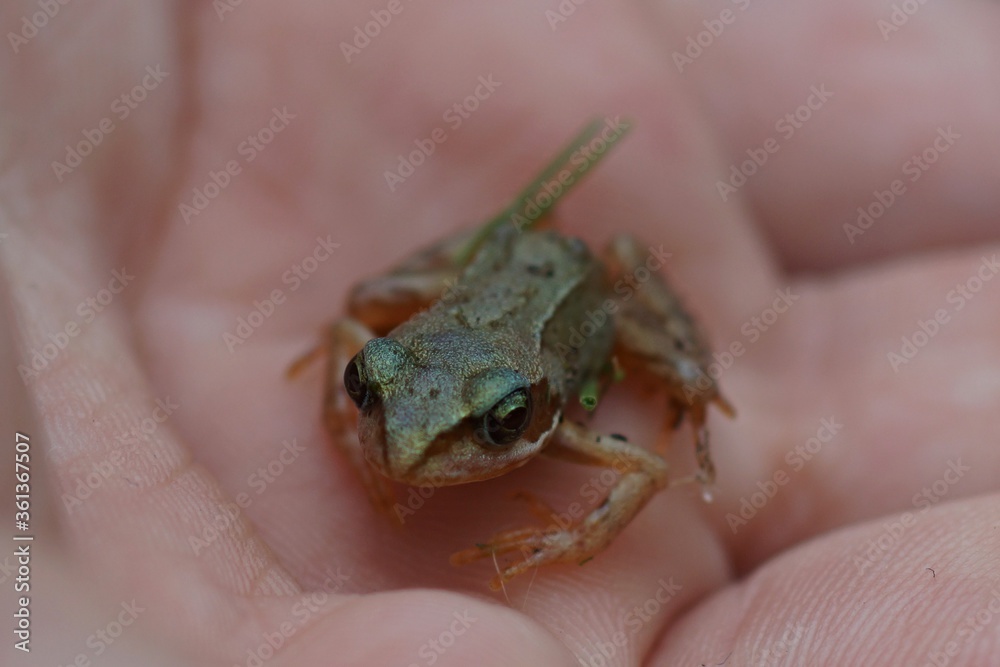 Obraz premium Ein kleiner Frosch in der Hand