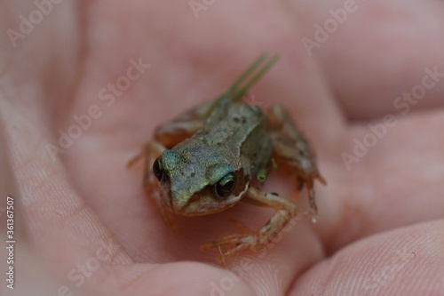 Ein kleiner Frosch in der Hand