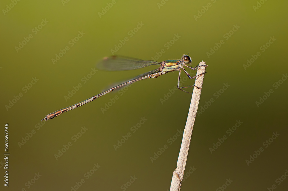 Beautiful detail of Lestes sponsa dragonfly Beautiful detail of Lestes sponsa dragonfly