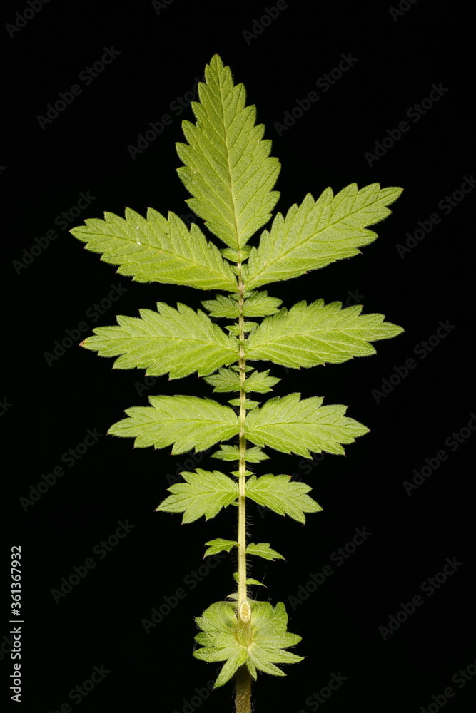 Fototapeta premium Agrimony (Agrimonia eupatoria). Leaf Closeup