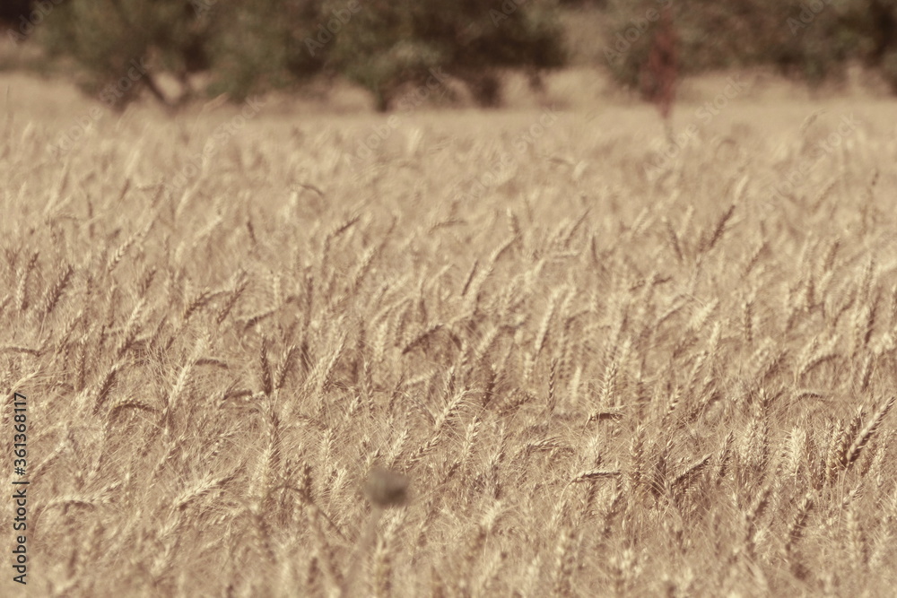 Fototapeta premium blé