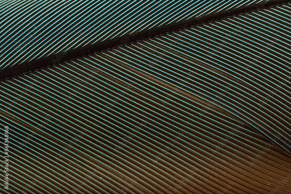 Obraz premium Beautiful Bright Blue and Yellow Parrot Feather Close up Detail Texture. Abstract Pattern Background