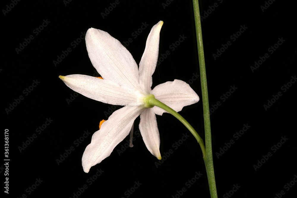 Fototapeta premium Branched St. Bernard's-Lily (Anthericum ramosum). Flower Closeup