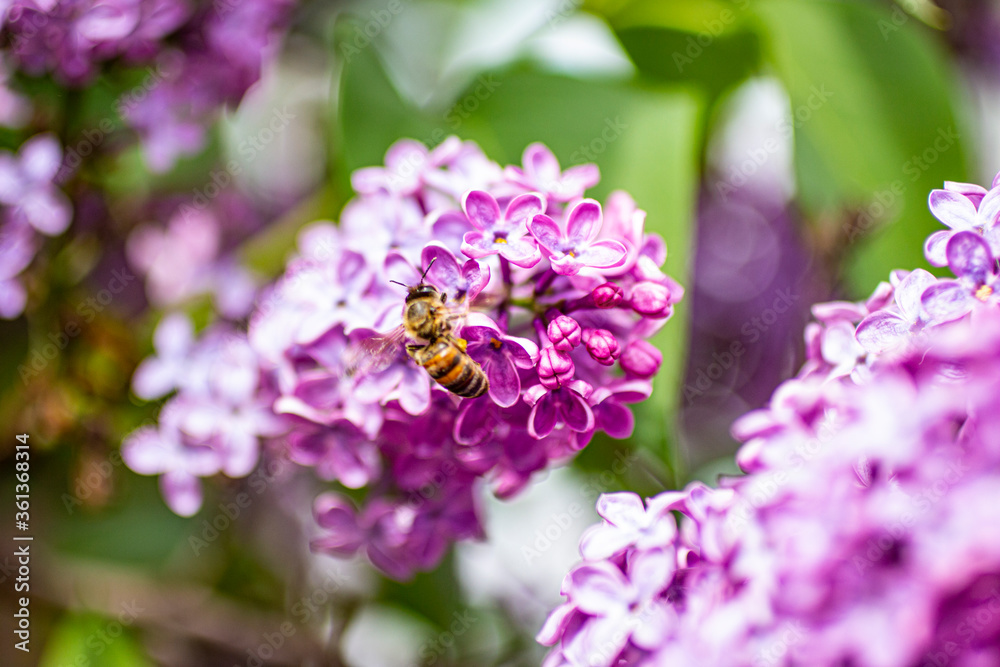 Beautiful spring purple lilac. Beautiful spring purple lilac.
