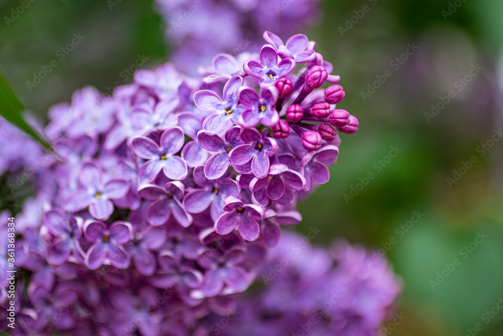 Beautiful spring purple lilac. Beautiful spring purple lilac.