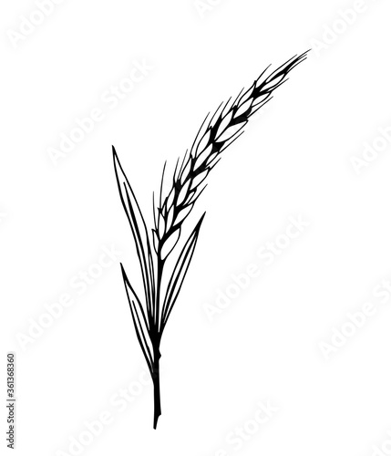 Hand-drawn simple ink vector sketch. Grain agricultural plant  cereal spikelet isolated on a white background. Flour products  seasonal farm harvest. For prints  labels  packaging.