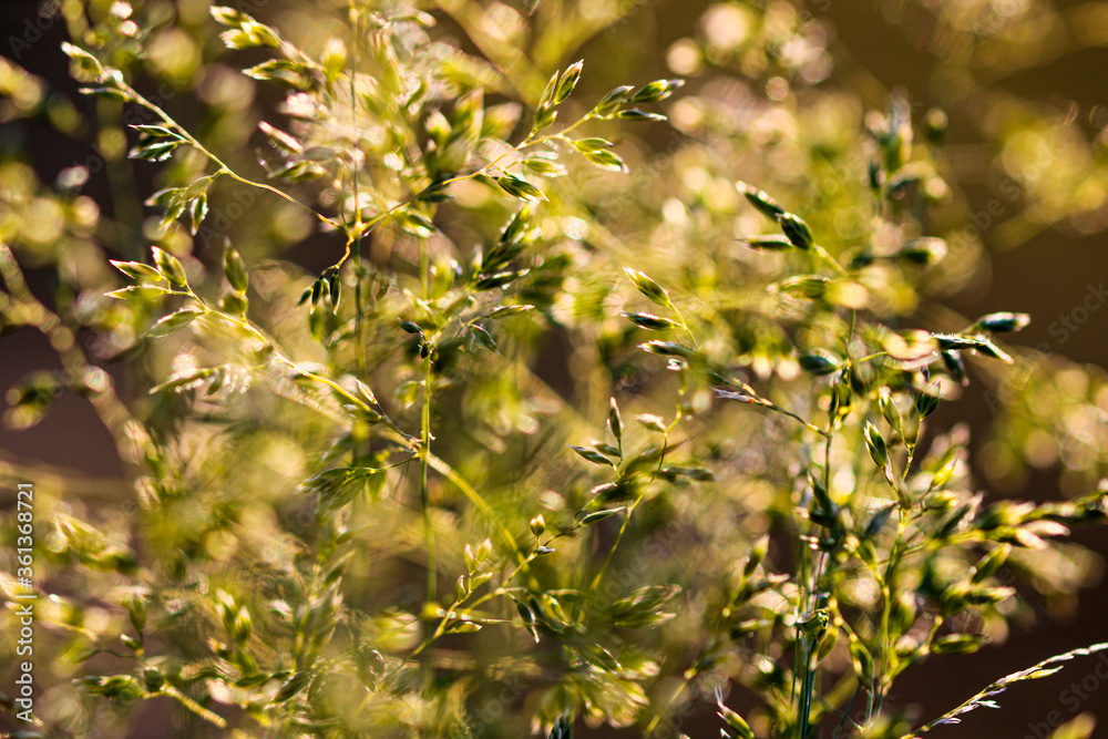 Deschampsia cespitosa, tufted hairgrass or tussock field wild grass movement under the wind in sunlight countryside meadow. Deschampsia cespitosa, tufted hairgrass or tussock field wild grass movement under the wind in sunlight countryside meadow.
