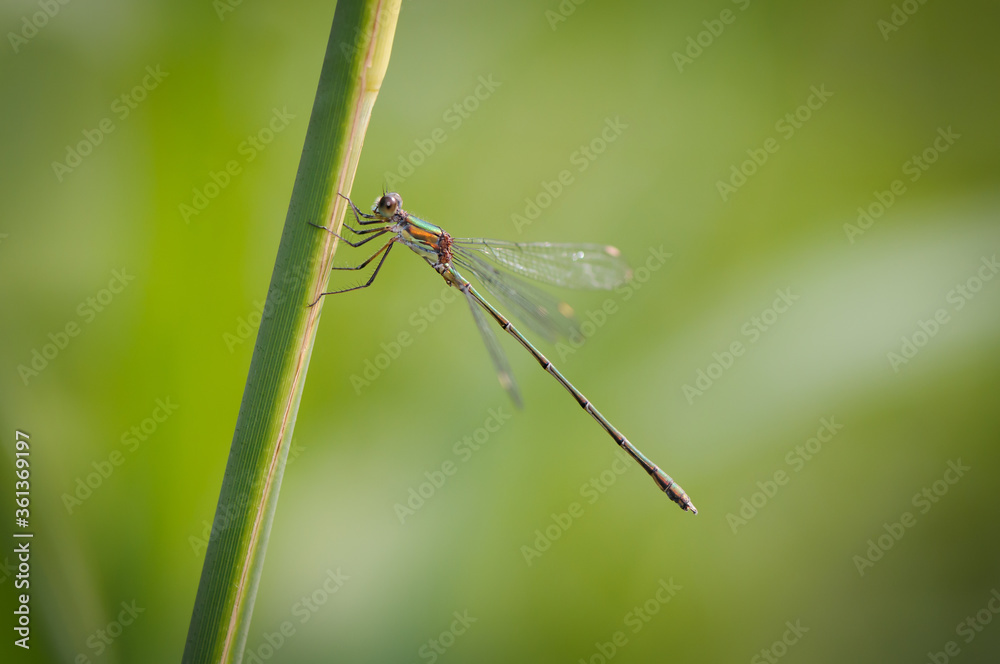 Beautiful detail of Lestes sponsa dragonfly Beautiful detail of Lestes sponsa dragonfly