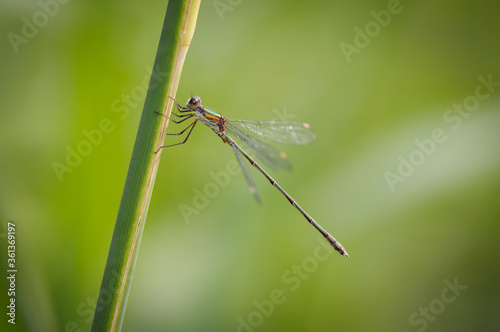 Beautiful detail of Lestes sponsa dragonfly © marekkijevsky