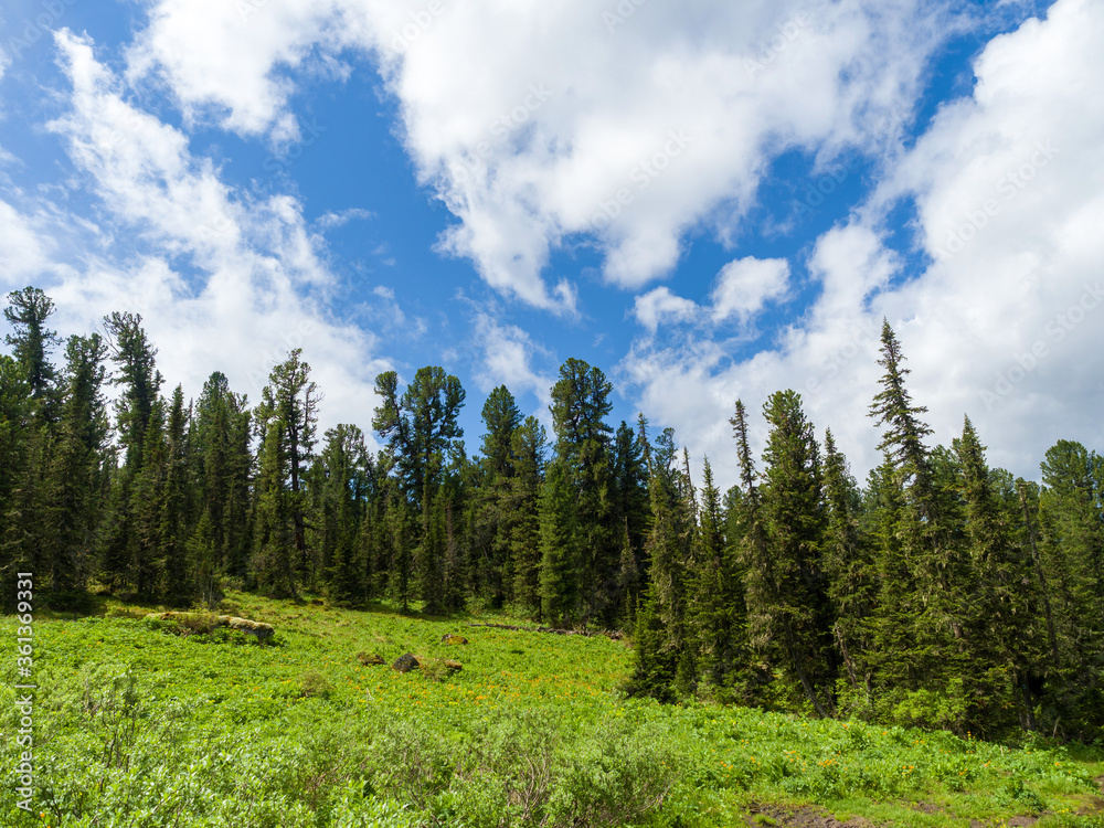Sunny day in the wild taiga. Siberian mountains of the Sayan Mountains Sunny day in the wild taiga. Siberian mountains of the Sayan Mountains