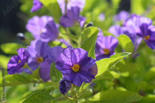 Blue potato bush  also known as Lycianthes rantonnetii  flowering in a summer garden