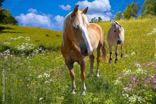 Horses grazing on the farm Klimpen, Velfjord in Brønnøy municipality, Northern Norway