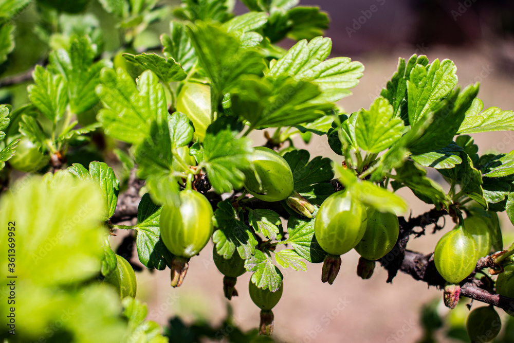 Green gooseberries are bad for the stomach.