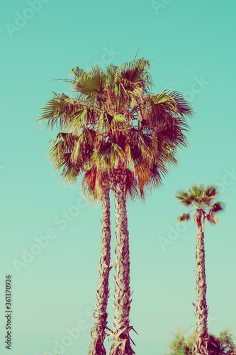 Tall palm trees on turquoise sky background. 60s Vintage style with film effect. Tropical nature travel seaside ocean beach vacation concept © olindana