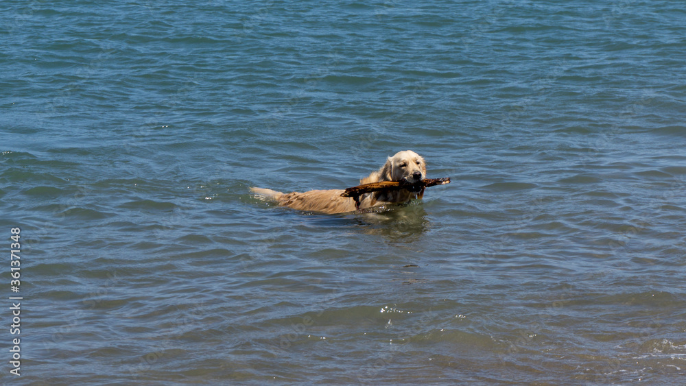 Golden retriever playing fetch in the sea on a summer day