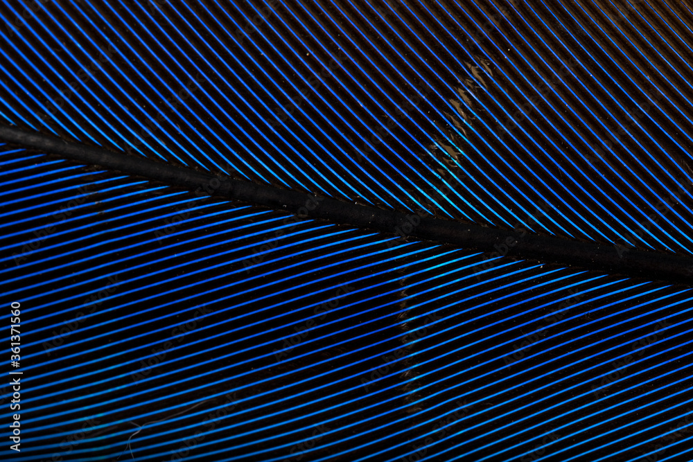 Beautiful Bright Blue and Yellow Parrot Feather Close up Detail Texture. Abstract Pattern Background Beautiful Bright Blue and Yellow Parrot Feather Close up Detail Texture. Abstract Pattern Background