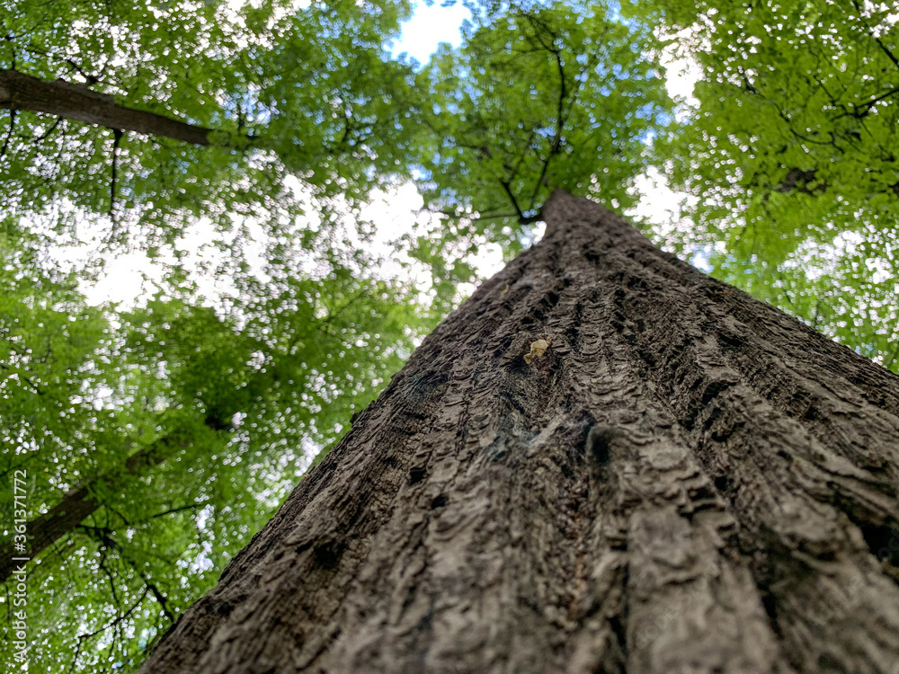 A tree trunk with leaves against a blue sky. background sky and foliage. A tree trunk with leaves against a blue sky. background sky and foliage.