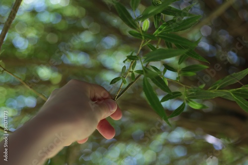 Picture of hand picking branches.