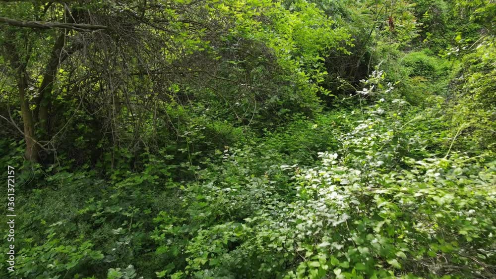 Aerial flying backward inside Dense Tropical Forest between trees in jungle with a lot of vegetation Aerial flying backward inside Dense Tropical Forest between trees in jungle with a lot of vegetation