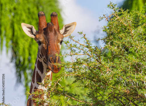 Photography Reticulated giraffe (Giraffa camelopardalis reticulata) feeding on thorny green acacia tree in Samburu National Reserve, Kenya, Africa