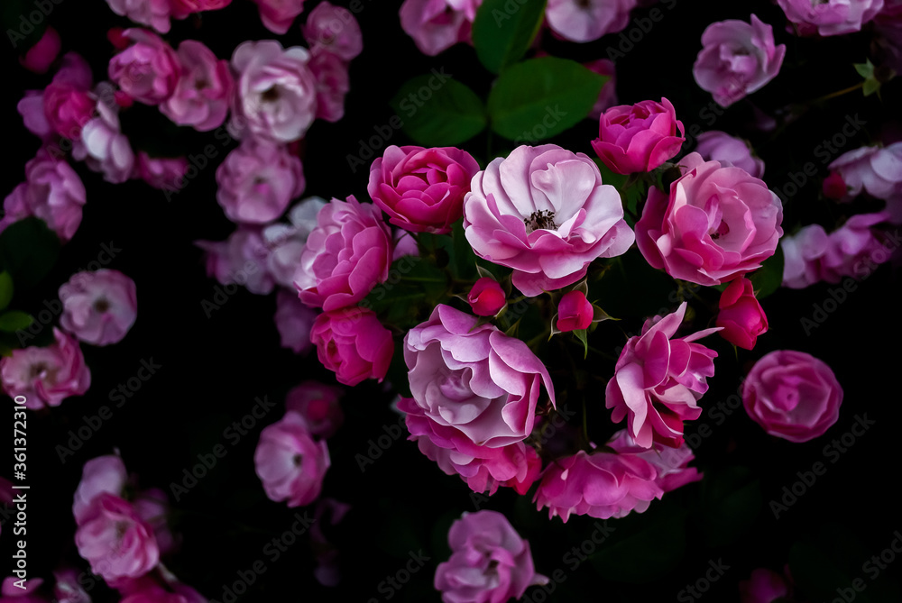 pink roses on black