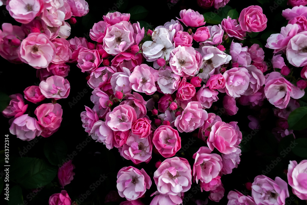 bouquet of pink roses bouquet of pink roses