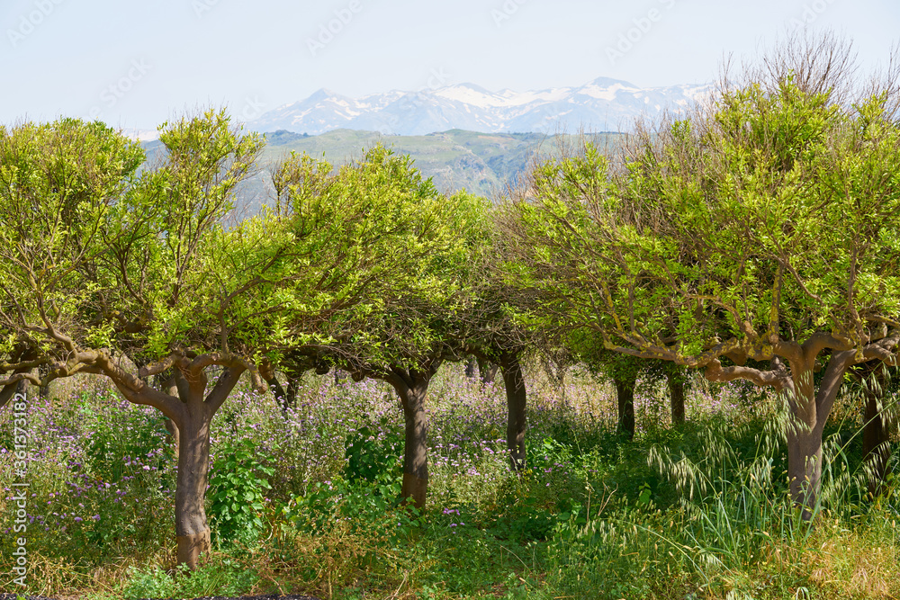 Orange trees in garden in Crete, Greece with hills and mountains on a foggy blurred background.