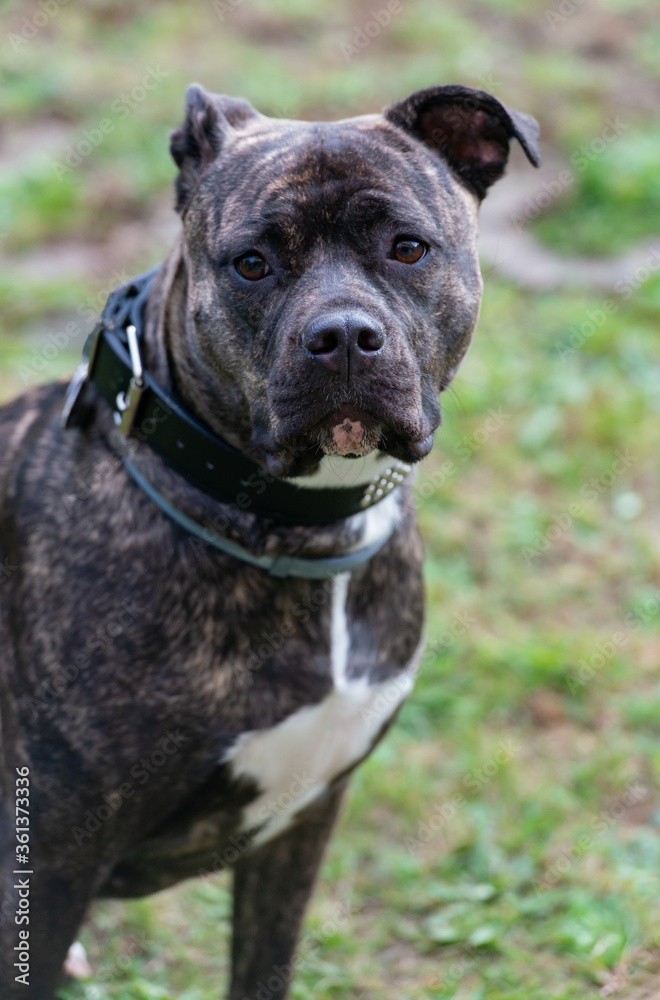 Staffordshire Bullterrier ist ein sehr beliebter Familienhund auch Babysitter Dog genannt 