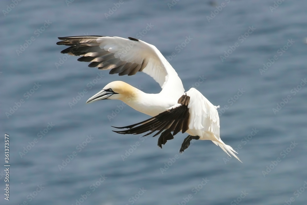 Northern Gannet, Sula leucogaster, in for landing