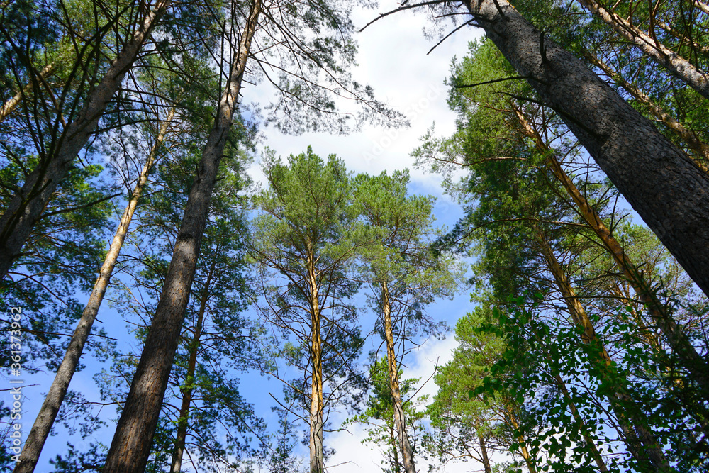 Fototapeta premium Low angle view of green trees against the sky. Trunks of pine trees against the blue sky.