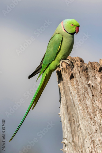 Ring necked Parakeet