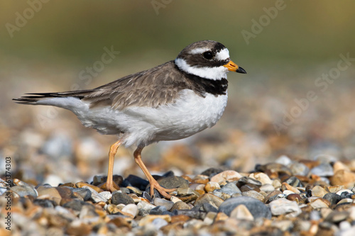 Ringed Plover