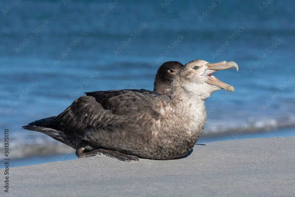Southern Giant Petrel yawning Southern Giant Petrel yawning