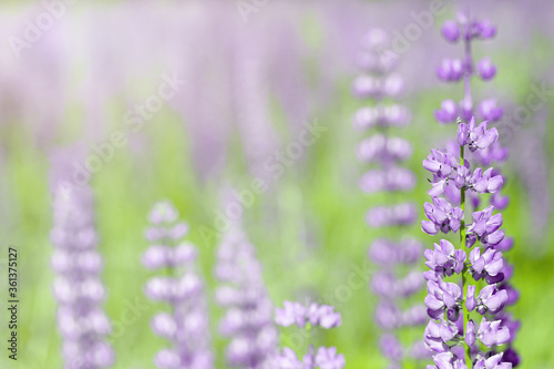 Flowers of pink and purple lupin on the field in natural sunlight.