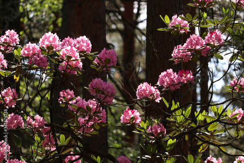 pink flowers in garden
