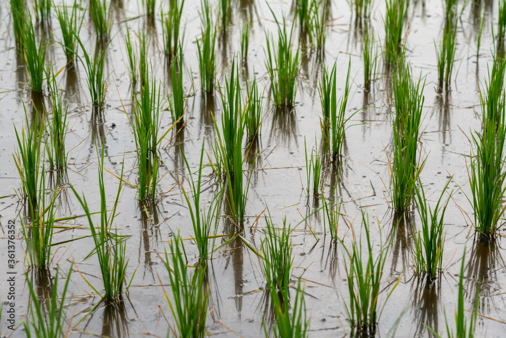 Obraz premium Rice fields