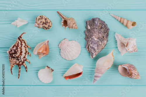 Fototapeta Different sea shells on turquoise background