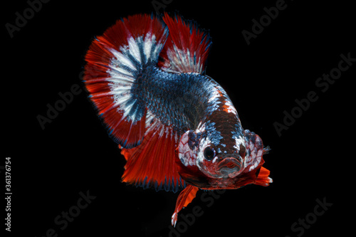 Thailand Flag colour. Siamese fighting fish. also known as the betta.