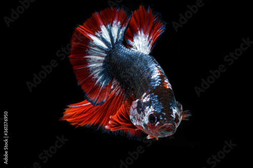 Thailand Flag colour. Siamese fighting fish. also known as the betta. © Warapong